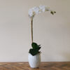 White Orchid Plant