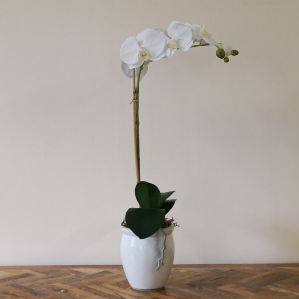 White Orchid Plant