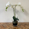 Orchid Plant