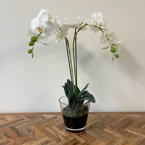 Orchid Plant